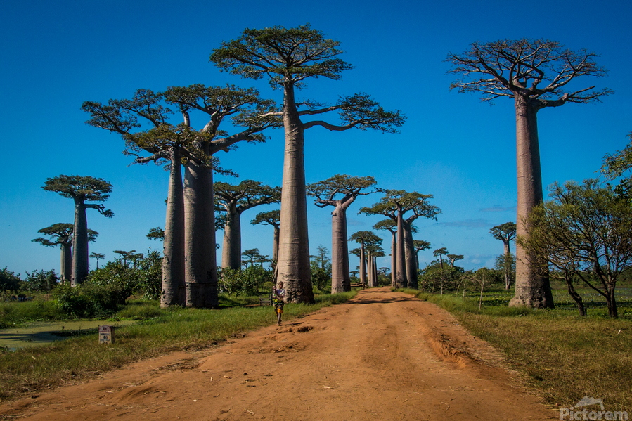Avenue of the Baobabs  Print