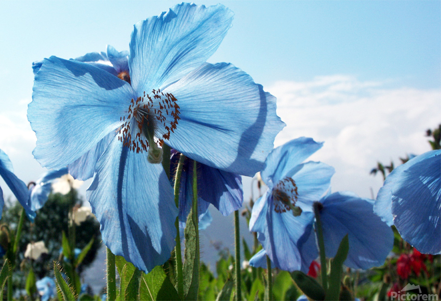 Himalayan Blue Poppy Flowers  Print
