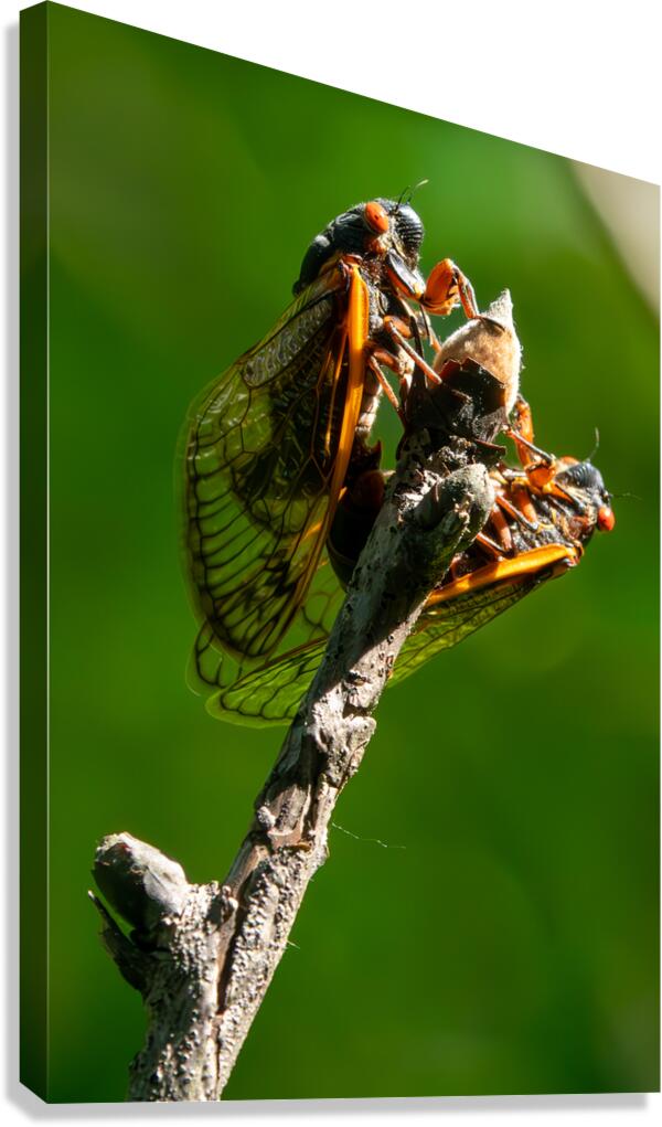 Cicadas  Canvas Print