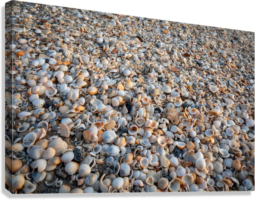 Seashells on the Seashore  Impression sur toile