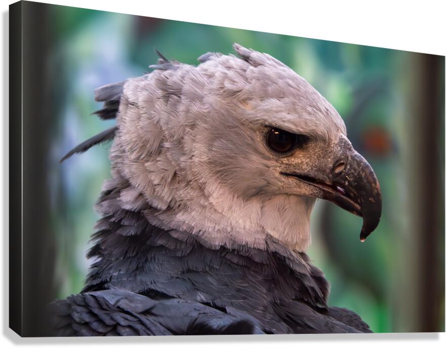 Harpy eagle  Canvas Print