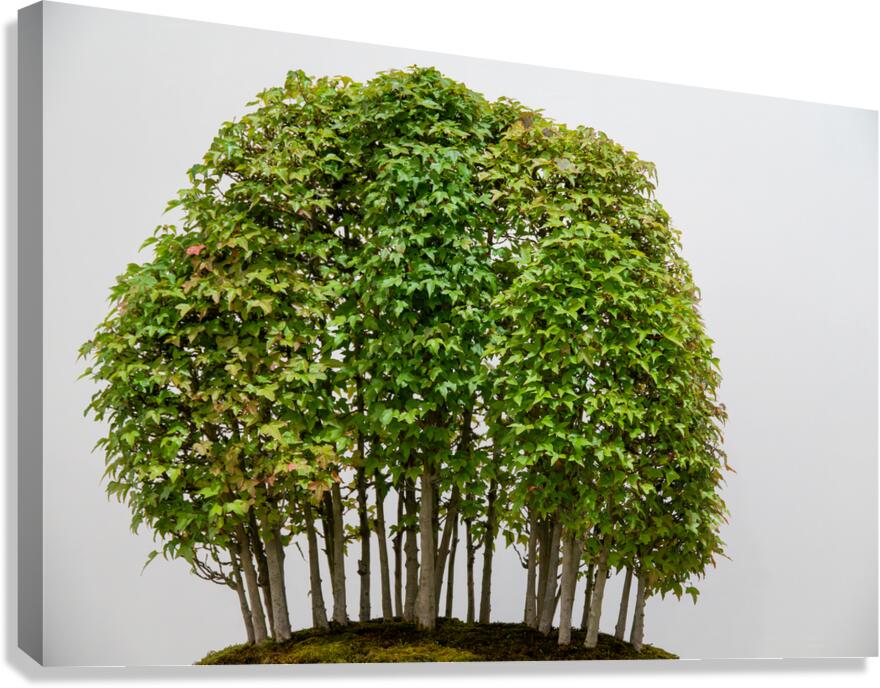 Yose-Ue Forest Garden  Impression sur toile