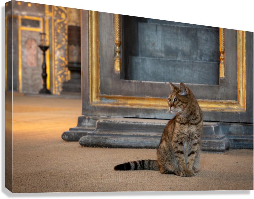 Cat At The Hagia Sophia In Istanbul  Canvas Print