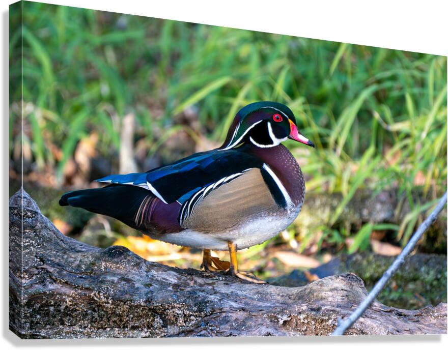 Male Wood Duck  Canvas Print