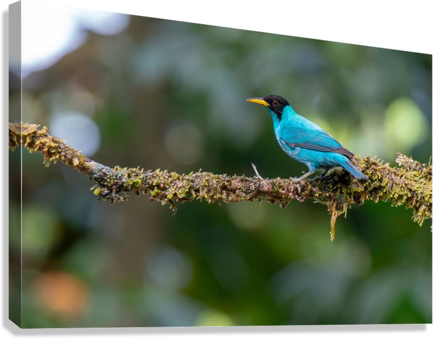 Green Honeycreeper  Canvas Print