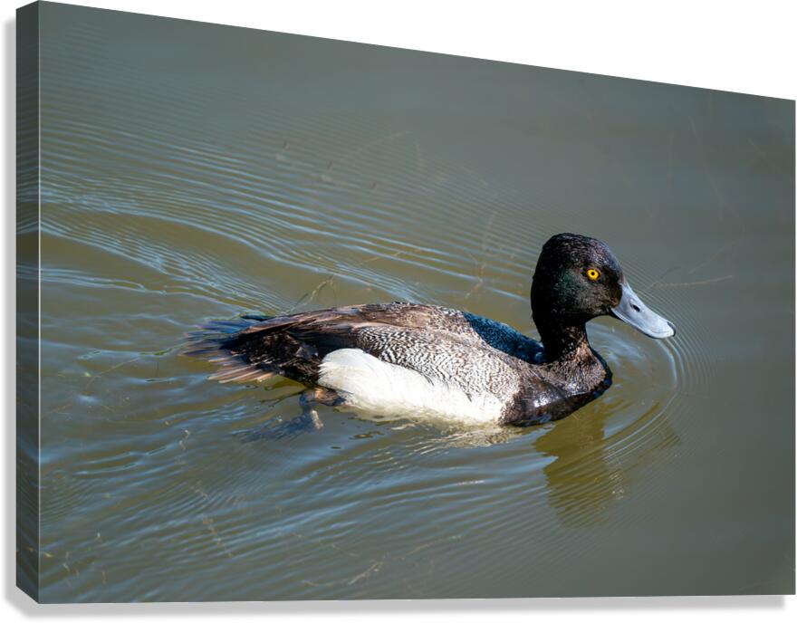 Greater Scaup  Impression sur toile