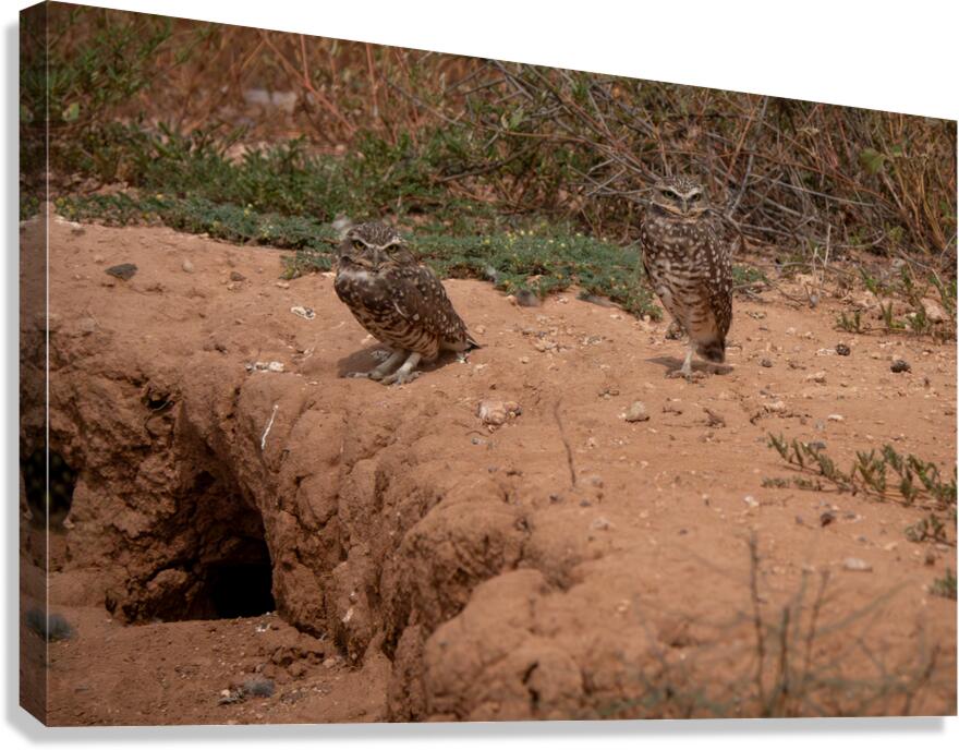 Burrowing Owls  Canvas Print