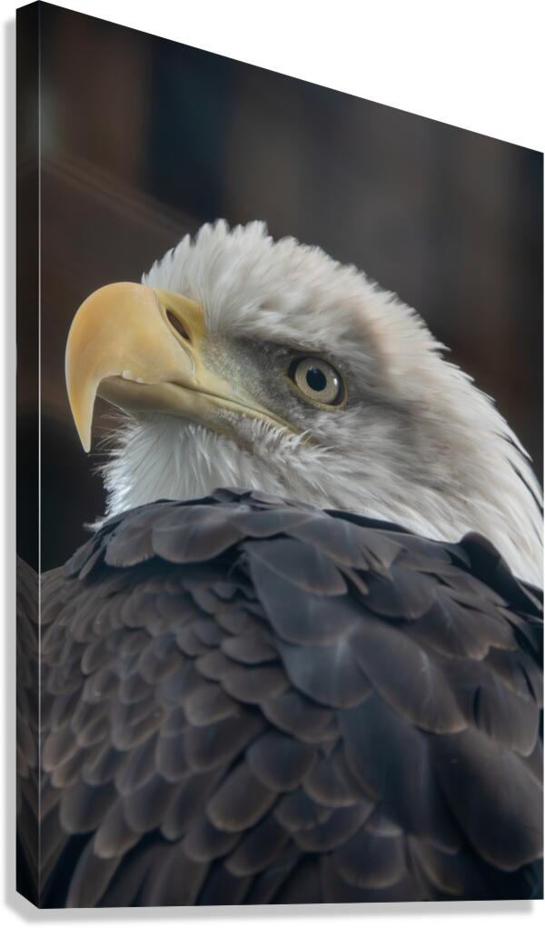 Bald Eagle  Canvas Print