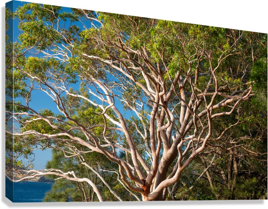 Gum Tree  Canvas Print