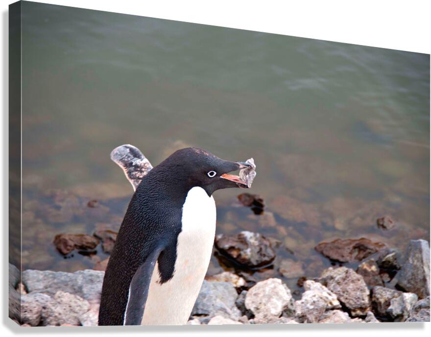 Adelie Penguin Carrying a Rock  Canvas Print