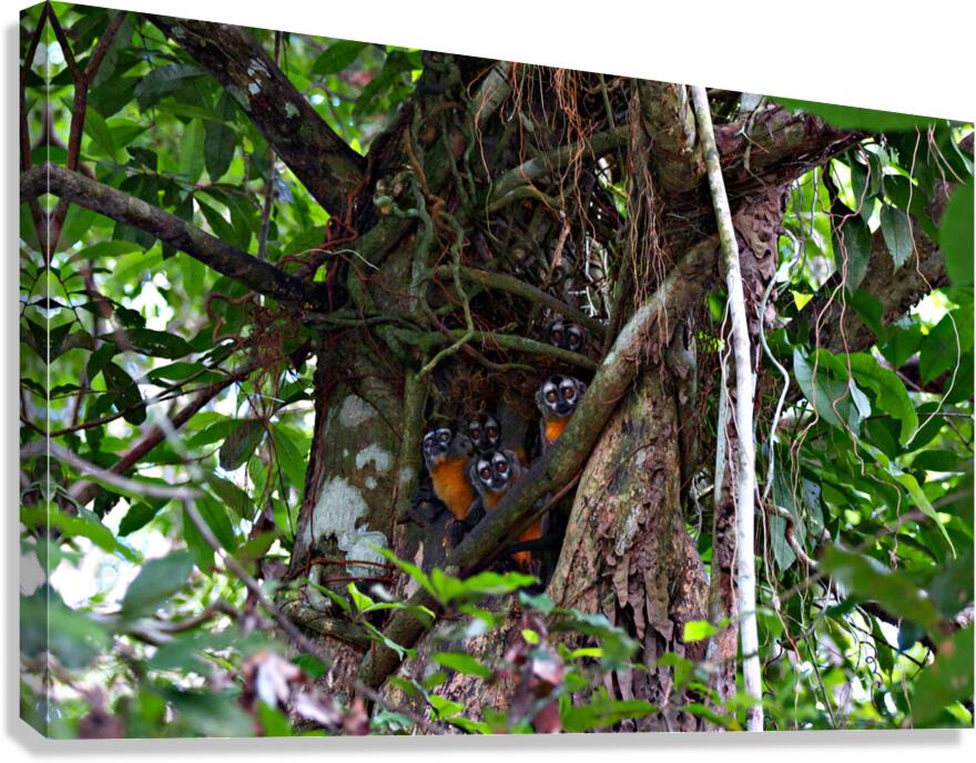 Owl Monkey Family in the Amazon  Canvas Print