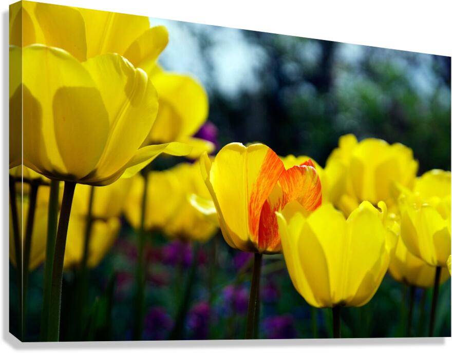 Being Different Is Special Canvas Print