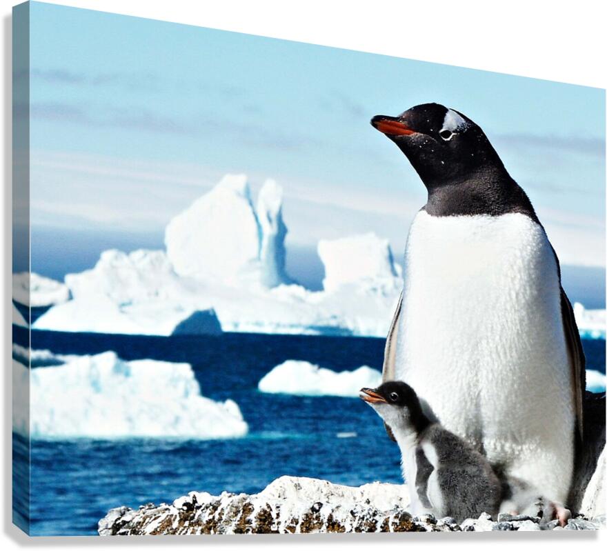 Gentoo Mother and Baby Penguins  Canvas Print