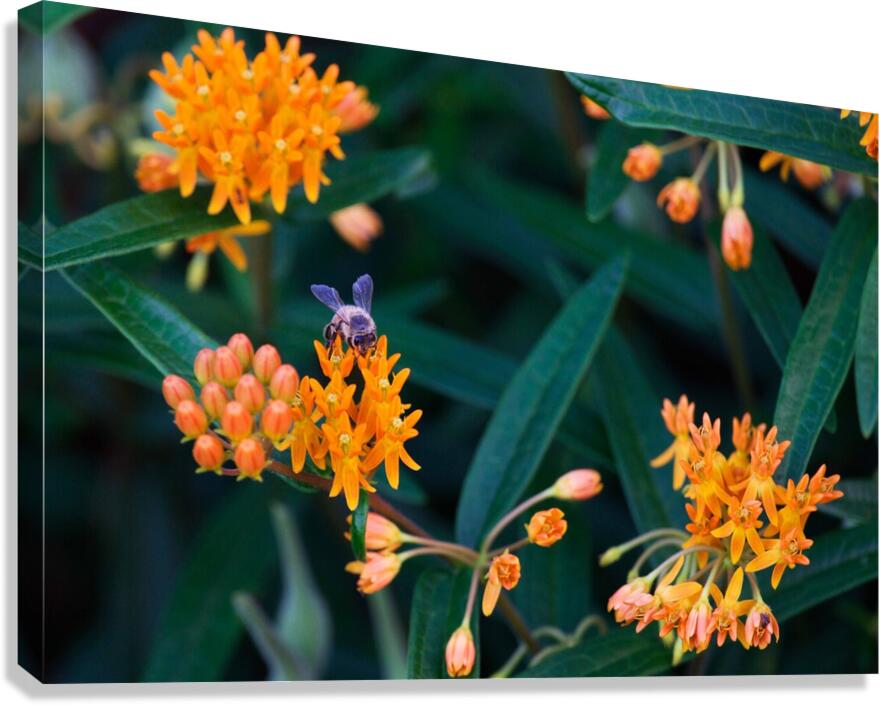 Bee on Butterfly Weeds  Canvas Print