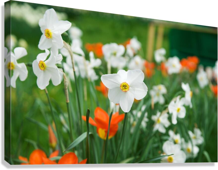 White Daffodil  Canvas Print