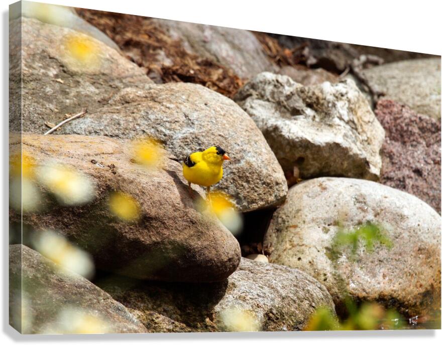 Goldfinch  Canvas Print