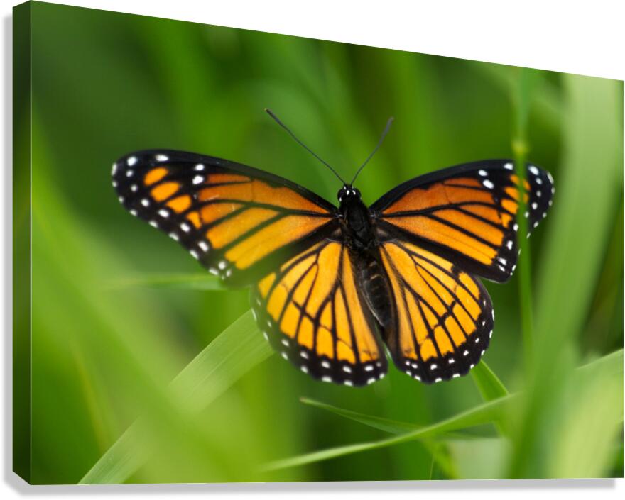 Monarch Butterfly  Canvas Print