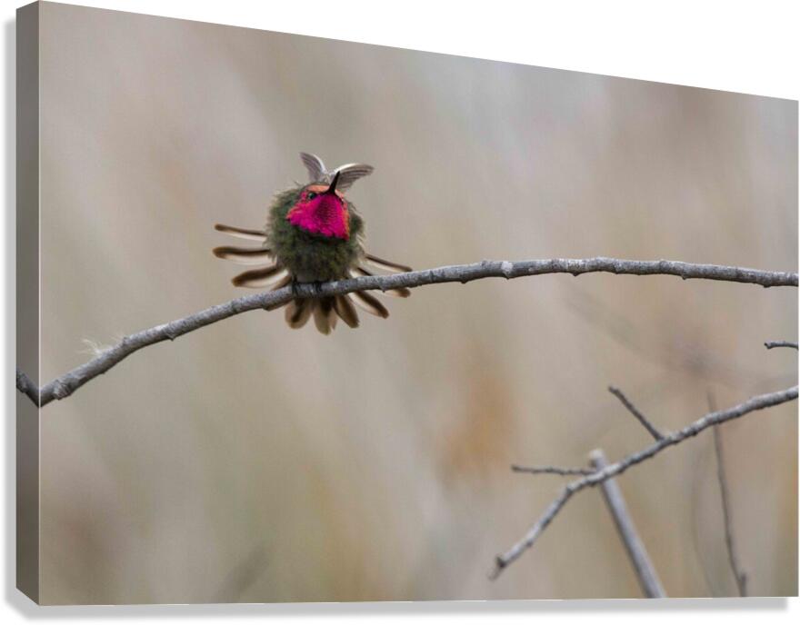 Annas Hummingbird Displays Excitement  Canvas Print