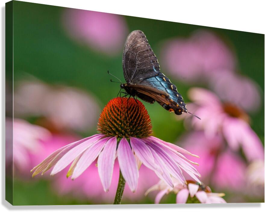 Red-Spotted Purple Admiral Butterfly  Canvas Print