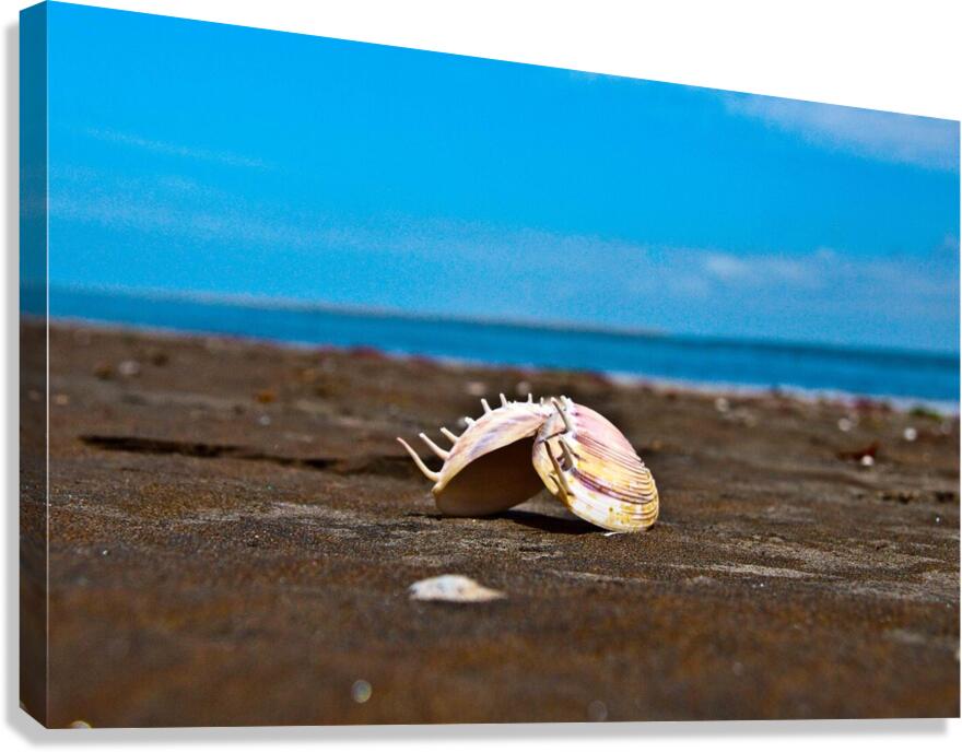 Angel Wing Sea Shell  Canvas Print