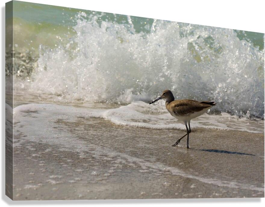 Sandpiper on a Florida Beach  Impression sur toile