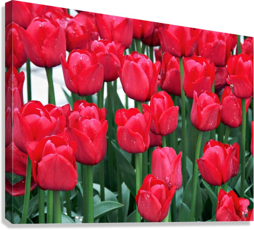 Red Tulips  Canvas Print