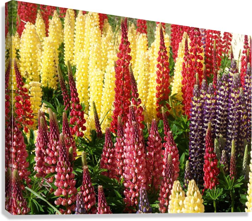 Colorful Lupines  Impression sur toile