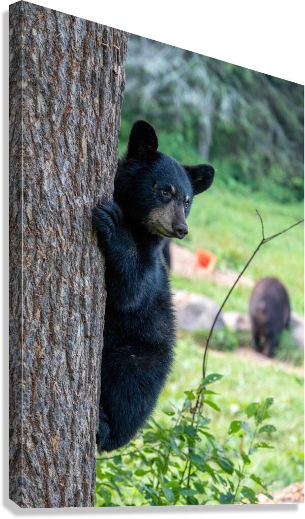 Black Bear Cub  Impression sur toile