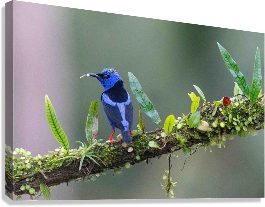 Red-legged Honeycreeper Canvas Print