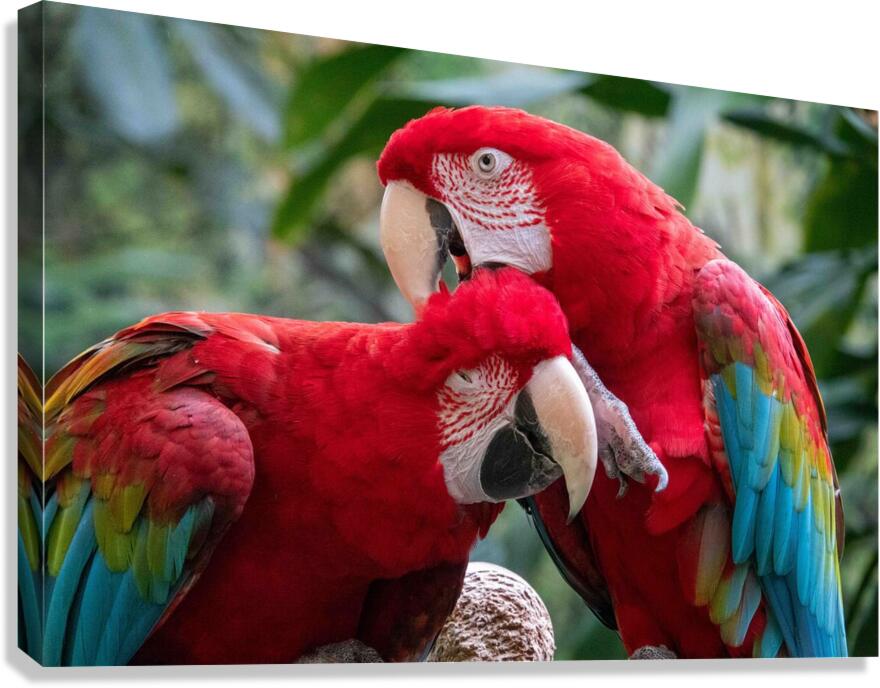 Macaws  Impression sur toile