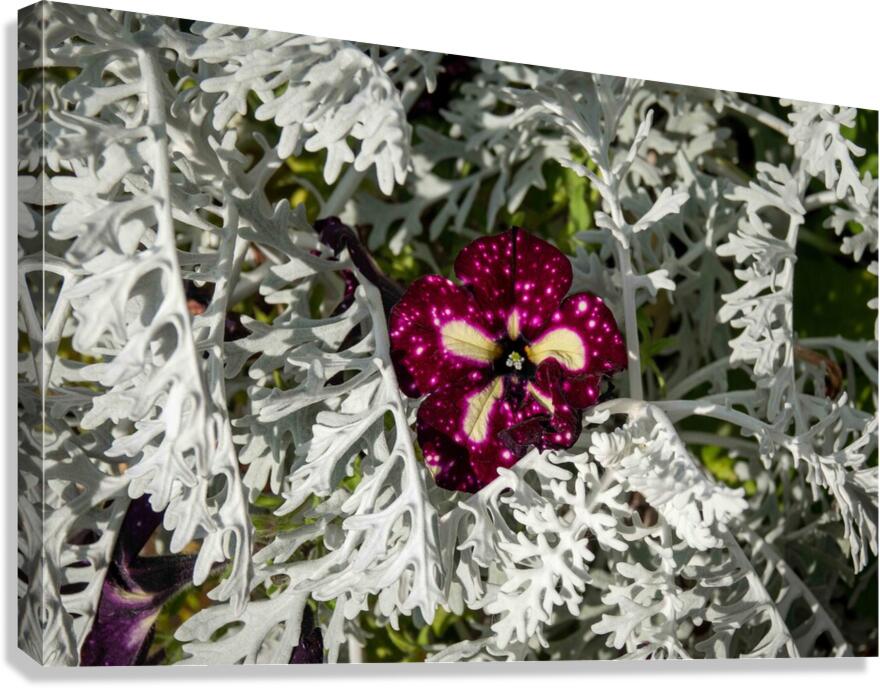 Starry Sky Burgundy Petunia Flower  Canvas Print
