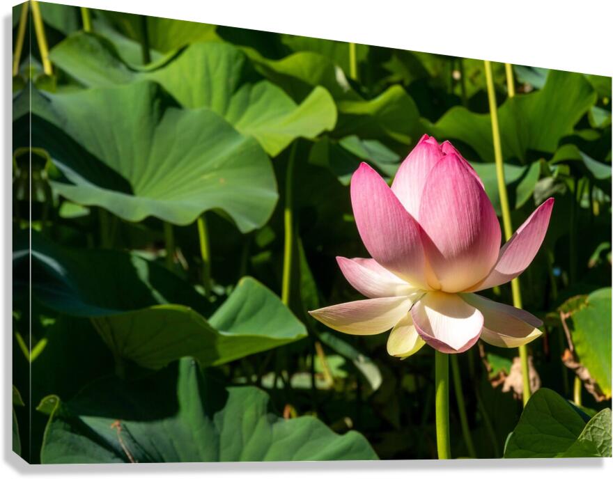 Lotus Flower  Impression sur toile