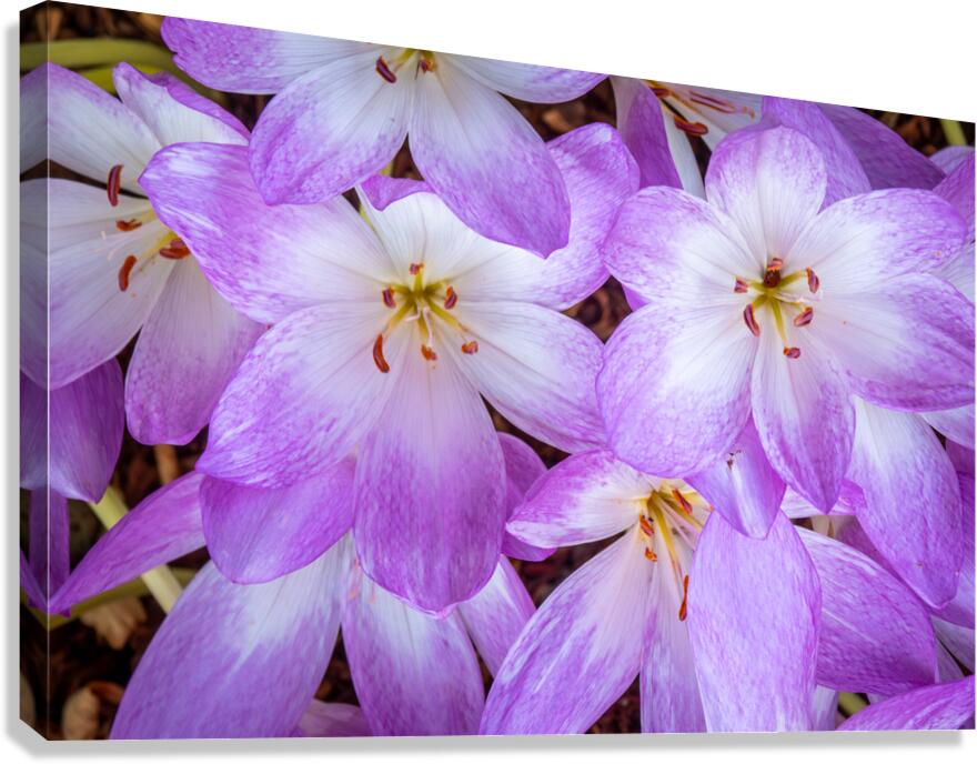 Purple Crocus Flowers  Canvas Print