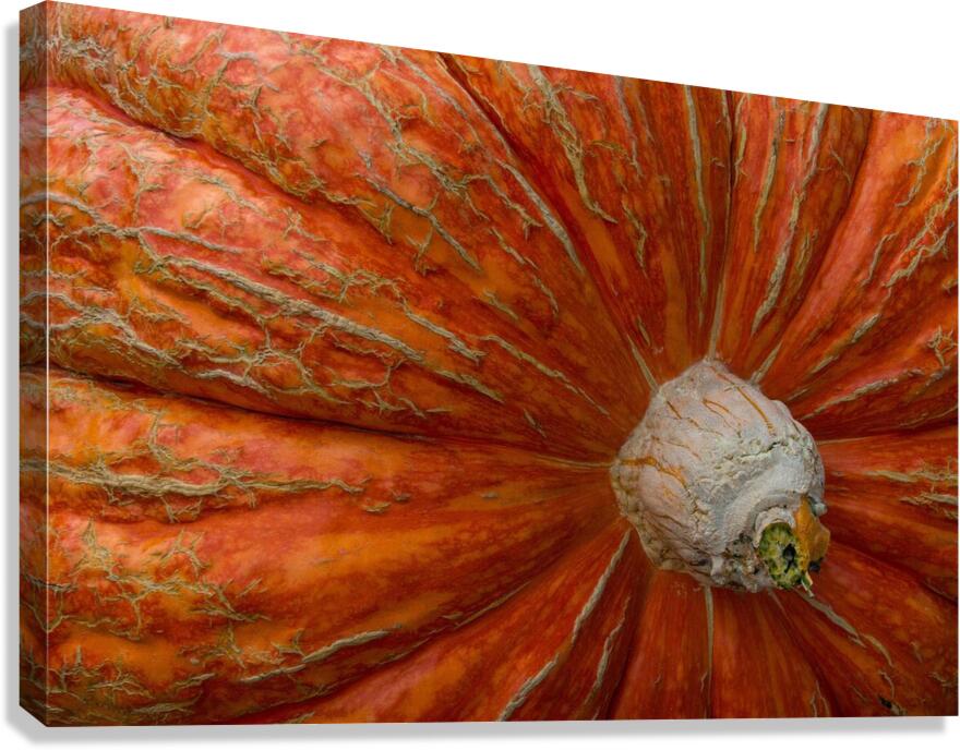 Giant Pumpkin  Canvas Print