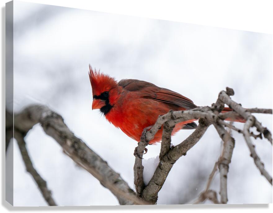 Northern Cardinal  Impression sur toile