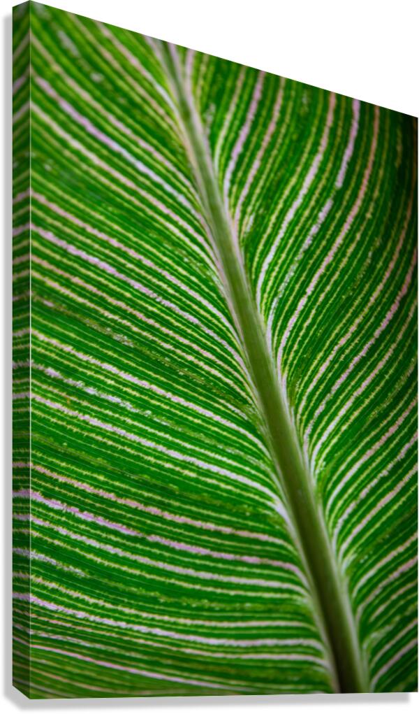 Green Calathea Leave Canvas Print