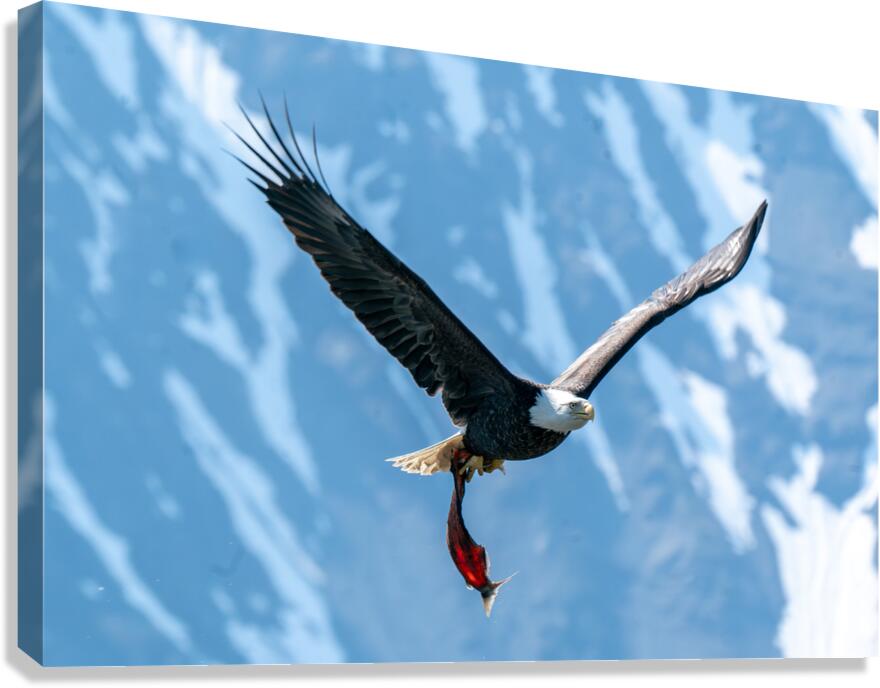 Fishing Bald Eagle  Impression sur toile