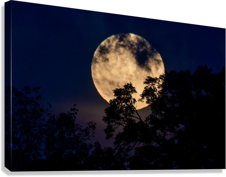 Moon Lit Night  Impression sur toile