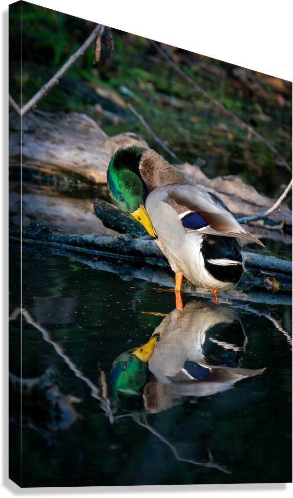 Male Mallard Duck Reflection  Canvas Print