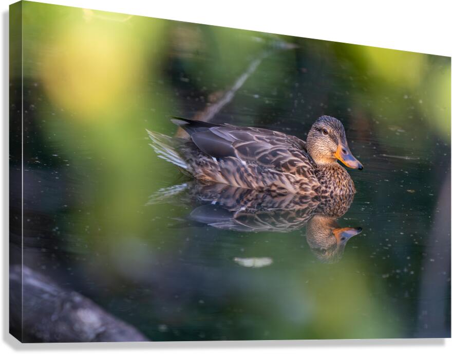 Female Mallard Duck Reflection  Canvas Print