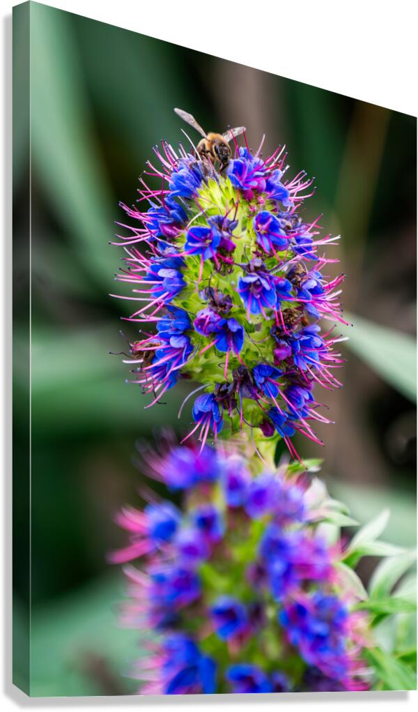 A Honey Bee on a Pride of Madeira Flower  Impression sur toile