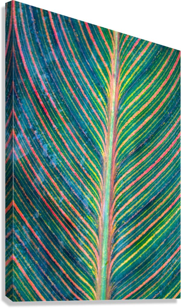 Colorful Calathea Leave  Impression sur toile