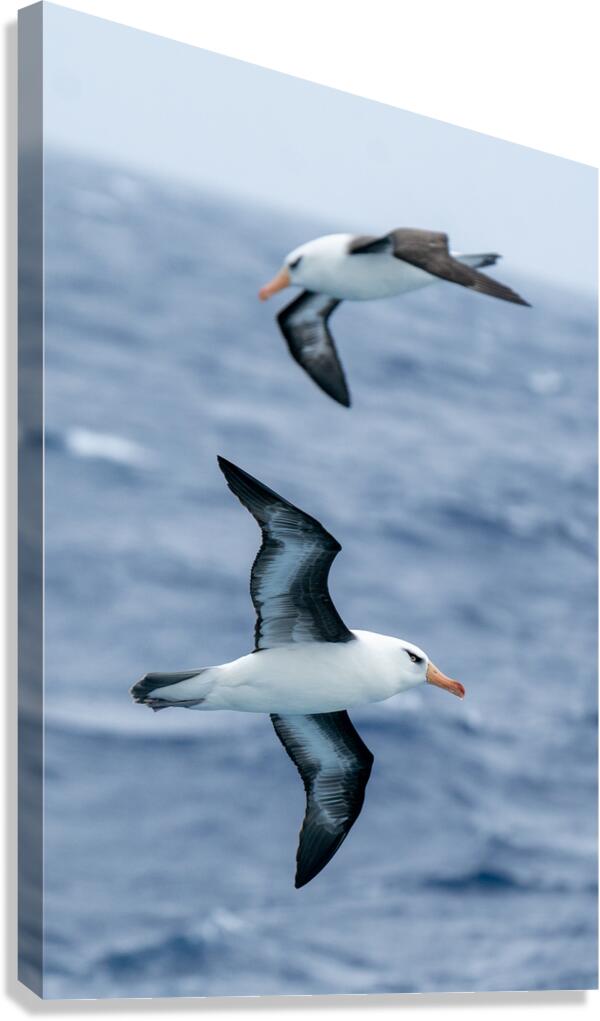 Black-browed Albatross  Impression sur toile