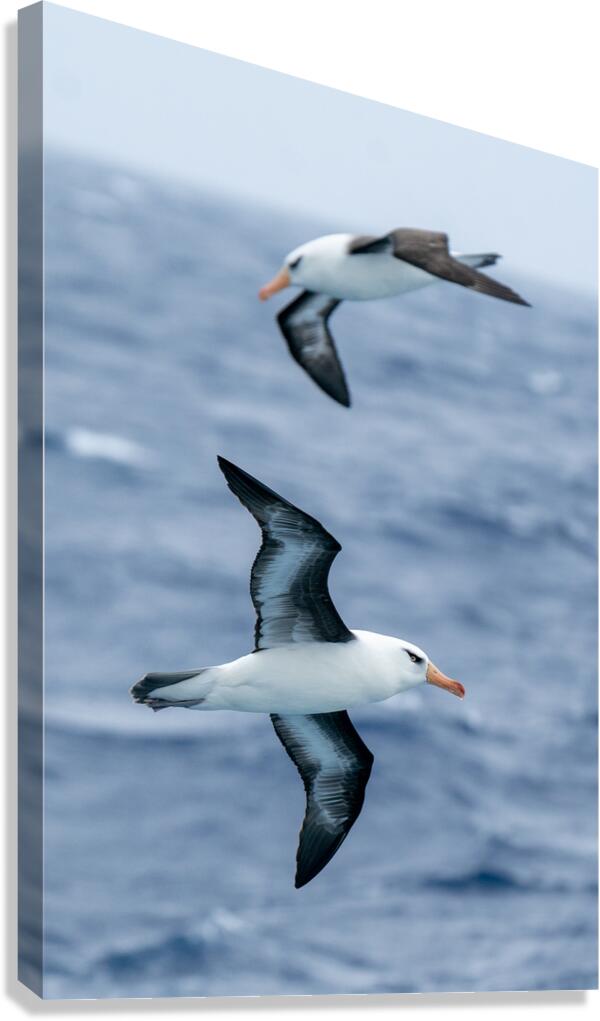 Black-browed Albatross  Canvas Print