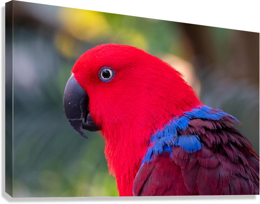 Eclectus Parrot Canvas Print