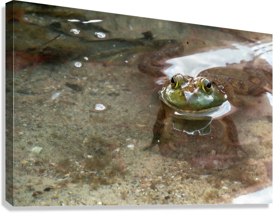 American Bullfrog Taking a Swim  Impression sur toile