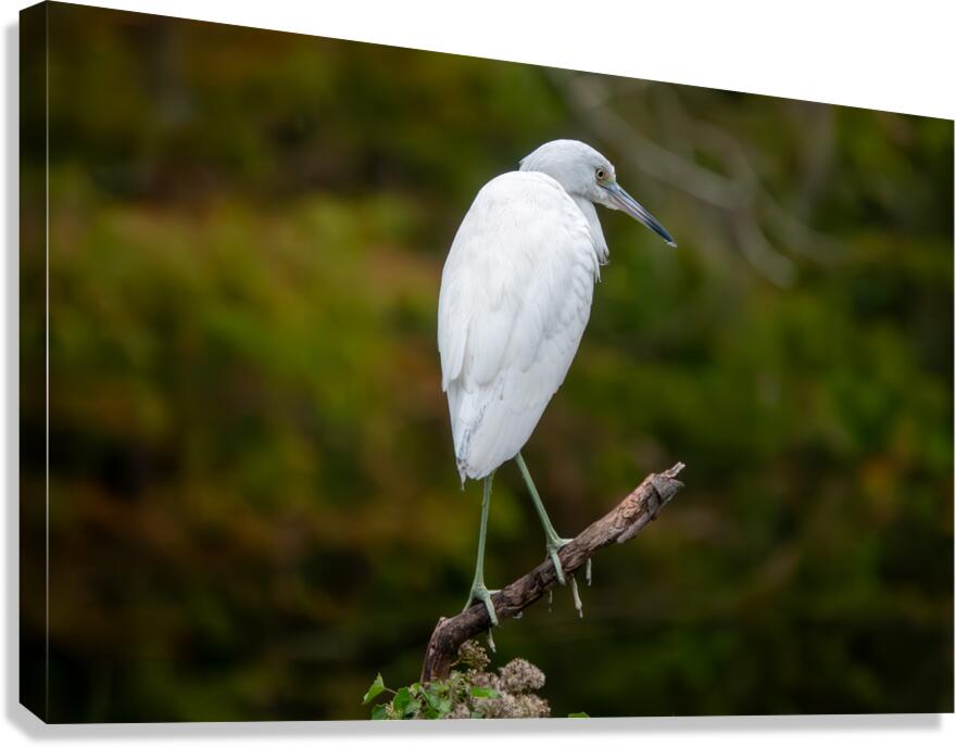 Juvenile Little Blue Heron  Impression sur toile