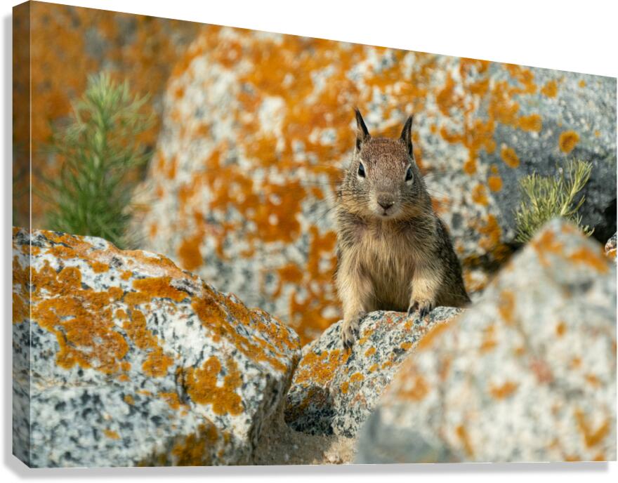 Mountain Ground Squirrel  Impression sur toile