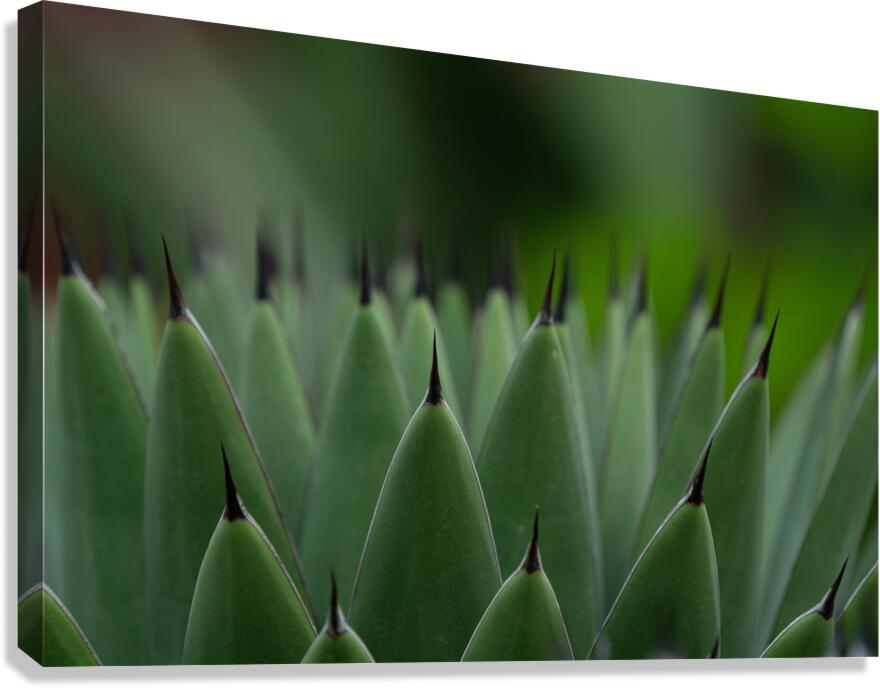 Huachuca Agave Plant  Impression sur toile