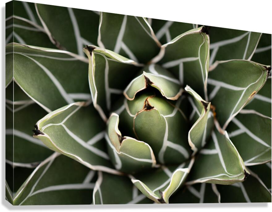 Agave Victoria-reginae Plant  Impression sur toile